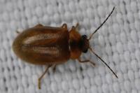 Microcara testacea
