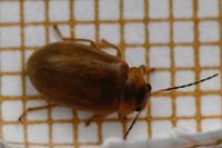 Microcara testacea