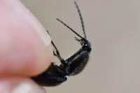 Hemicrepidius hirtus