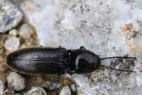 Hemicrepidius hirtus