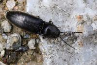 Hemicrepidius hirtus