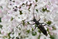 Anoplodera sexguttata