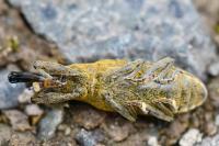 Lixus pulverulentus