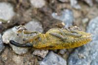 Lixus pulverulentus