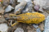 Lixus pulverulentus