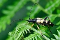 Rutpela maculata