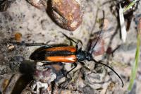 Stenurella melanura