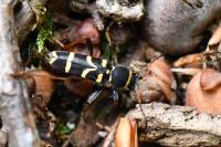 Clytus arietis