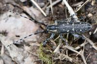 Saperda populnea