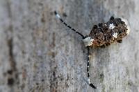 Platystomos albinus