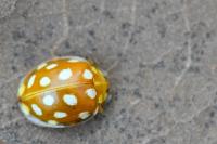 Halyzia sedecimguttata