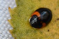 Adalia decempunctata