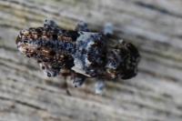 Pogonocherus fasciculatus