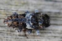 Pogonocherus fasciculatus