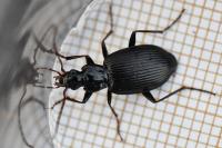 Platynus assimilis