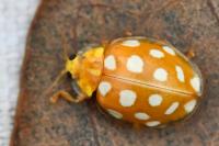 Halyzia sedecimguttata