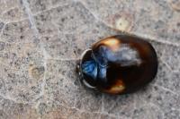 Adalia decempunctata
