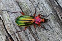 Carabus auronitens