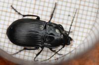 Abax ovalis
