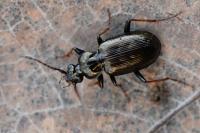 Loricera pilicornis