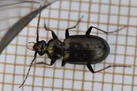 Loricera pilicornis