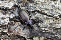 Carabus nemoralis