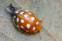 Halyzia sedecimguttata