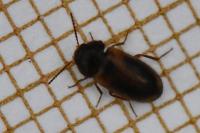 Stereophilus filicornis