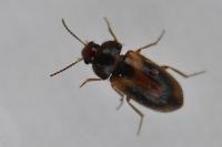 Stereophilus filicornis