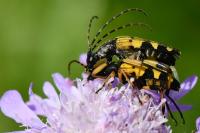 Rutpela maculata