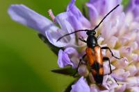 Stenurella bifasciata