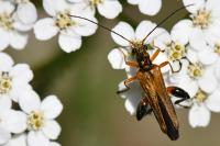 Oedemera podagrariae