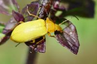 Cteniopus sulphureus