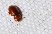 Coccidula rufa