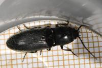 Hemicrepidius hirtus