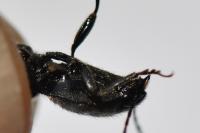 Hemicrepidius hirtus