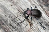 Carabus arvensis