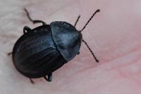 Phosphuga atrata