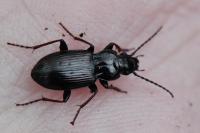 Pterostichus oblongopunctatus