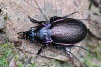 Carabus nemoralis