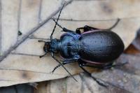 Carabus nemoralis