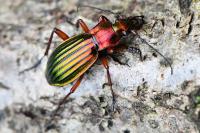 Carabus auronitens