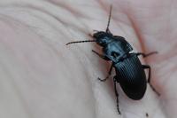 Abax parallelus