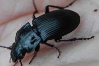 Abax parallelus