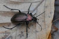 Carabus arvensis