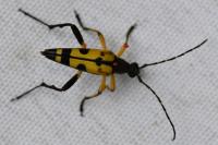 Rutpela maculata