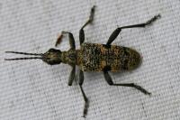 Rhagium mordax