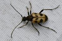 Pachytodes cerambyciformis