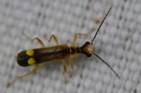 Malthinus seriepunctatus