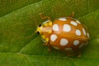 Halyzia sedecimguttata